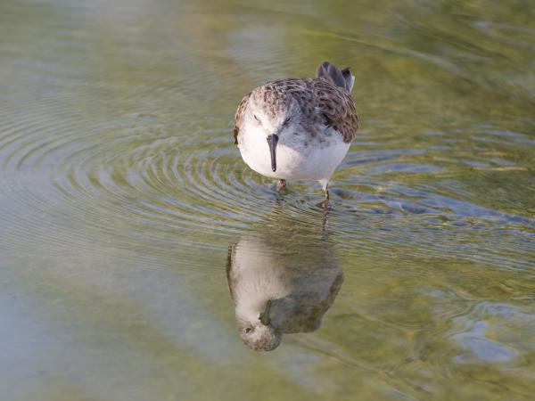 <h3><a href="/trips/oman/biota/animalia/chordata/aves/024 charadriiformes/015 scolopacidae/calidris minuta/calidris minuta-nl.html">Calidris&nbsp;minuta</a> / Little&nbsp;stint / Kleine&nbsp;strandloper</h3>OM-1 Mark II met OLYMPUS M.150-400mm F4.5 TC, 1/2000 sec  bij F5.6, ISO 2000, afstand 8.37&nbsp;m